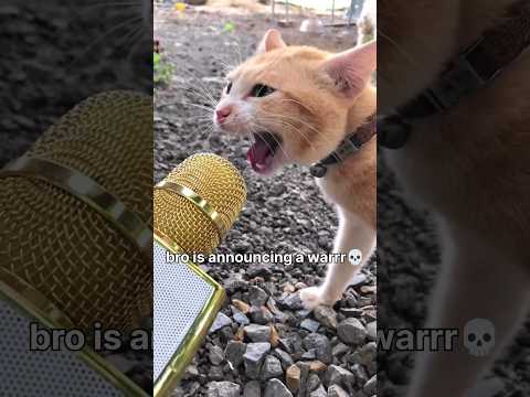 88 Funny Cat Videos Compilation  | Meowing Memes & Cute Moments