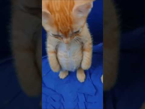 Bro Forgot He’s a Cat!  | Funny Cat Moments Compilation