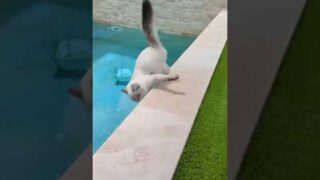 Funny Pets 2024  | Hilarious Dogs & Cats Compilation #128