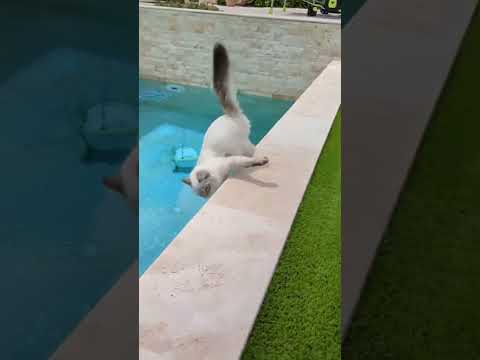 Funny Pets 2024  | Hilarious Dogs & Cats Compilation #128