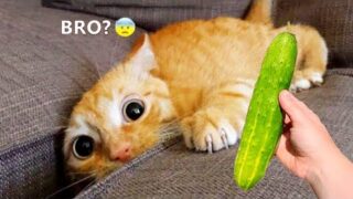 Silliest Cats on Earth | Funny Cats Videos Compilation 2023