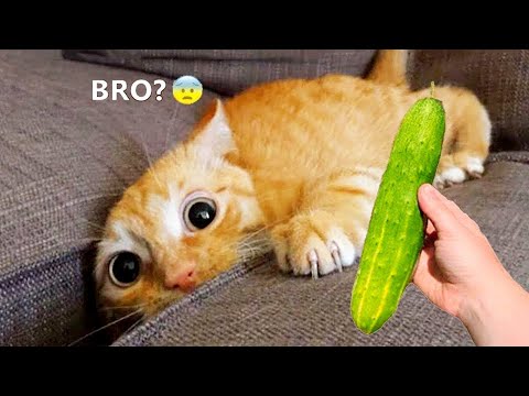 Silliest Cats on Earth | Funny Cats Videos Compilation 2023