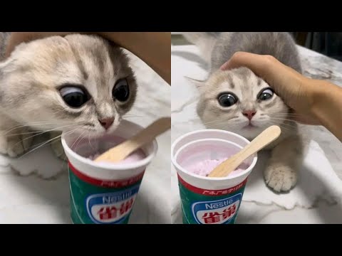 The Unpredictable Madness: Funny Cats Videos 2025