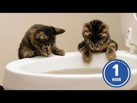 These Cats Are Too Funny!  | New Cat Videos 2025 Compilation