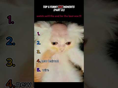 Top 5 Funniest Cat Moments Ever!  Must Watch!