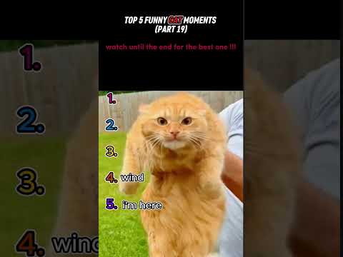 Top 5 Funniest Cat Moments Ever