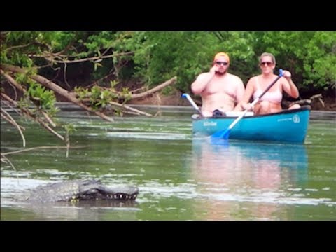 ​Remote Controlled Alligator Prank – Just For Laughs Classic​
